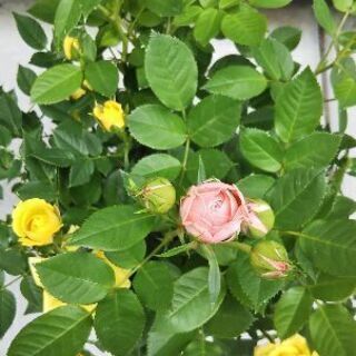 薔薇好きな方