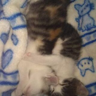 二匹とも里親様決まりました。ありがとうございました。