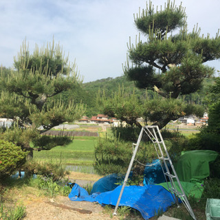 庭の草むしり、草取りの画像