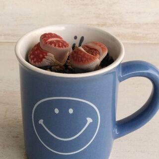 多肉植物　リトープス　寄せ植えの画像