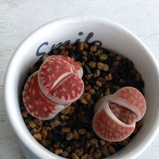 多肉植物　リトープス　寄せ植えの画像