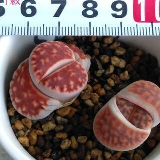 多肉植物　リトープス　寄せ植えの画像