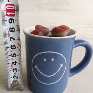 多肉植物　リトープス　寄せ植えの画像