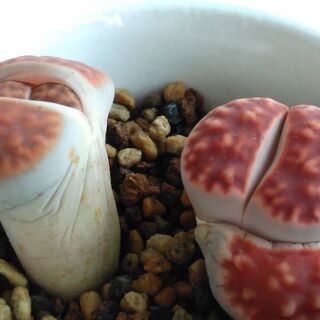 多肉植物　リトープス　寄せ植えの画像