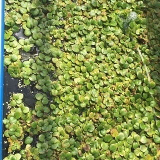 水草各種(メダカ飼育用)無料配布の画像