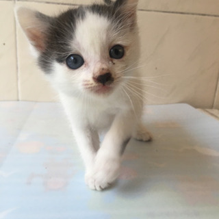 1ヶ月のかわいい子猫