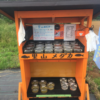 里山メダカ 黒ラメレインボー チョコレート幹之 夜桜 松井ヒレ長...