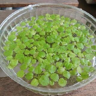 【さっぽろ様ありがとうございました。】水草２種類