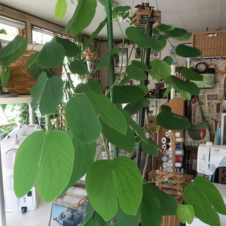 ソシンカ (素心花) バウヒニア 羊蹄木 苗 鉢底から190cm...