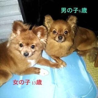 お見合いが決まりました　募集は、一旦停止にします　