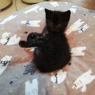 すぐにこちらで優しい里親様がみつかりました(*^^*)たくさんの...
