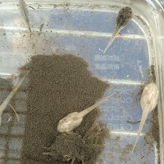 白変種　オタマジャクシ