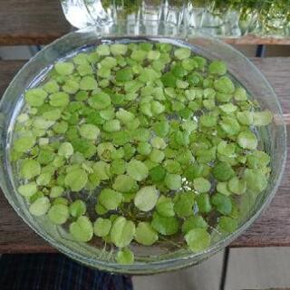 【ココナッツ様ありがとうございました。】水草セット