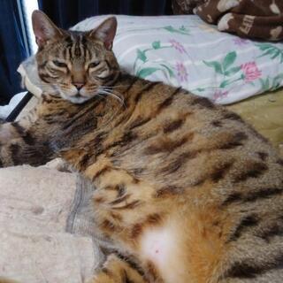ベンガルのオス猫です
