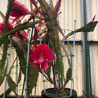 《取引中》鉢植え 植木 サボテン 薔薇 の画像
