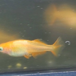 めだか 東天光 5匹