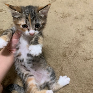 ※募集終了　ミケ猫(メス) カギしっぽ