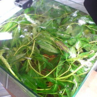 ※🌿アクアリウム水草◆アナカリス◇金魚藻◆コカナダモ◇ガシャモク◆水生植物ビオトープ※の画像
