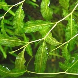 ※🌿アクアリウム水草◆アナカリス◇金魚藻◆コカナダモ◇ガシャモク◆水生植物ビオトープ※の画像
