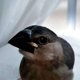 桜文鳥の幼鳥を探しています「（泣）」