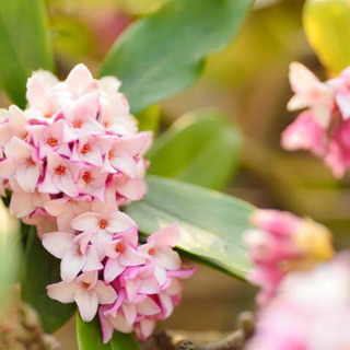 ※ 7月8月のみ ※ 🌱 沈丁花 ウスイロジンチョウゲ 挿し木