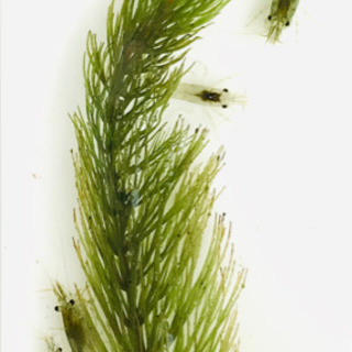 ミナミヌマエビ☘10匹　オマケ付き♪の画像