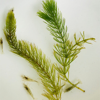 ミナミヌマエビ☘10匹　オマケ付き♪の画像