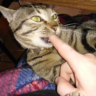 フランス人に尋問する ? 