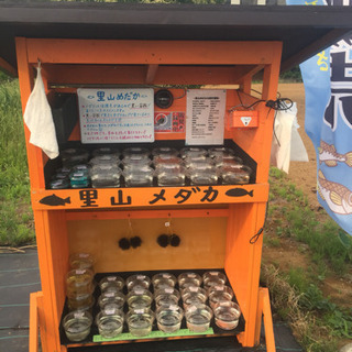 公園前の里山めだか メダカ販売所 夜桜 チョコレート幹之 黒ラメ...