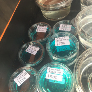 公園前の里山めだか メダカ販売所 夜桜 チョコレート幹之 黒ラメレインボー 白天晴体内光 朱赤楊貴妃 ピュアホワイト ミックス エビとミジンコセット の画像