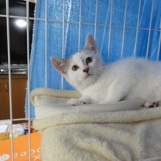 「可愛い仔猫」の里親さんを募集しています