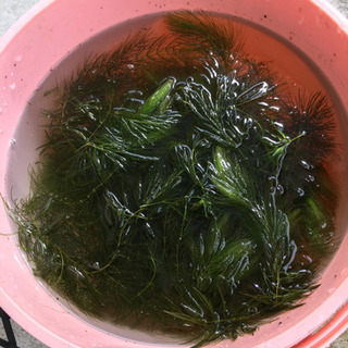 水草セット + おまけ
