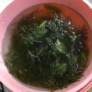 水草セット + おまけの画像