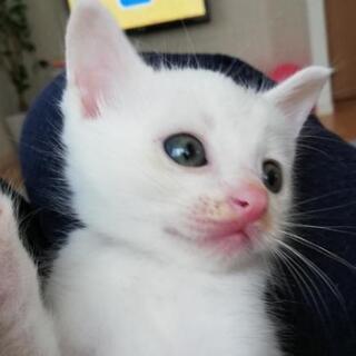 おうちがきまりました★美猫ちゃんです