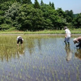 イネミズゾウムシ捕りのお手伝い募集