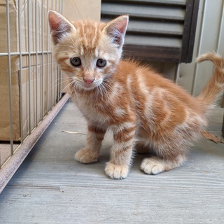 【受付終了】４匹の保護子猫（推定生後1か月半）の里親を募集