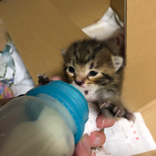 可愛い💕仔猫　トライアル中