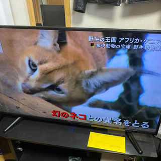 50型 4Kテレビ テレビ台付