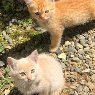 （募集終了）生後2か月、チャトラ（オス）子猫もらってください。
