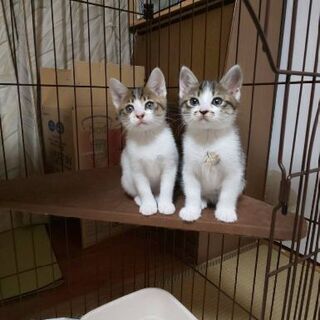 活発で仲良しのキジシロ兄妹子猫２ヶ月