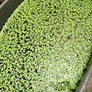 【受付再開】無料 浮草 水草 たくさん 金魚・メダカ水槽に