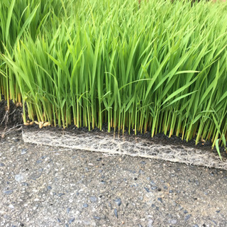 ヒノヒカリ早苗