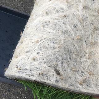 ヒノヒカリ早苗の画像