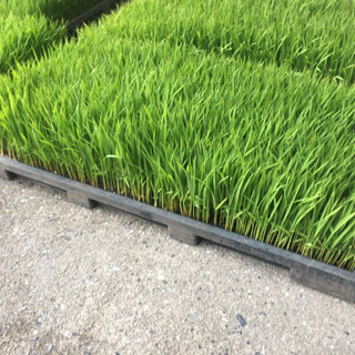 ヒノヒカリ早苗の画像