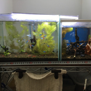 水槽丸ごと