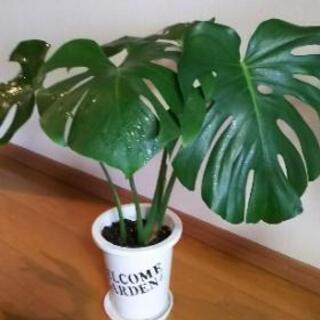 観葉植物③（鉢付）【受付終了】