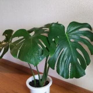 観葉植物③（鉢付）【受付終了】の画像
