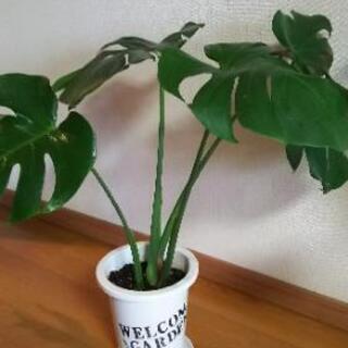 観葉植物③（鉢付）【受付終了】の画像