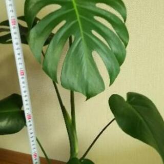 観葉植物④（鉢付）【受付終了】の画像