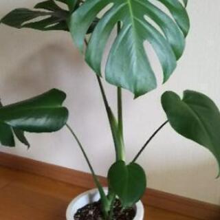 観葉植物④（鉢付）【受付終了】